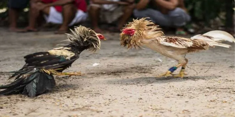 Đá gà thomo tại luck8