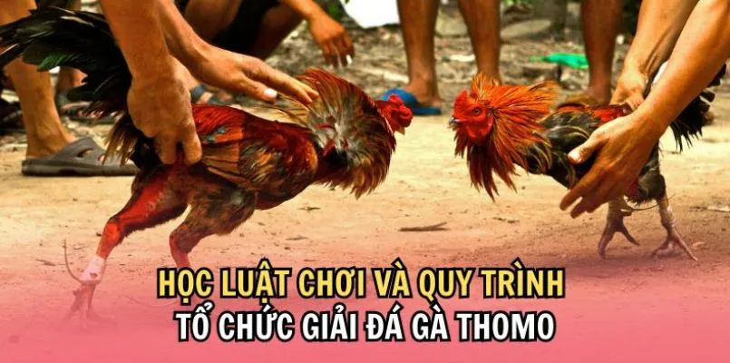 Luật đá gà Thomo cần biết trước khi cá cược